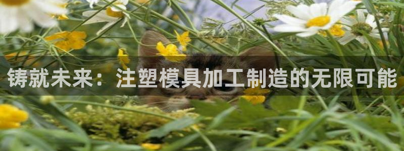 彩名堂人工计划怎么找不到下载了?